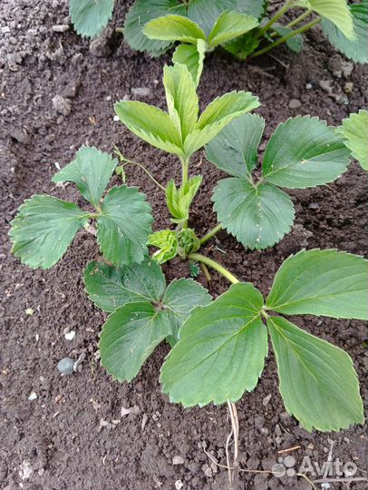 Саженцы клубники садовой