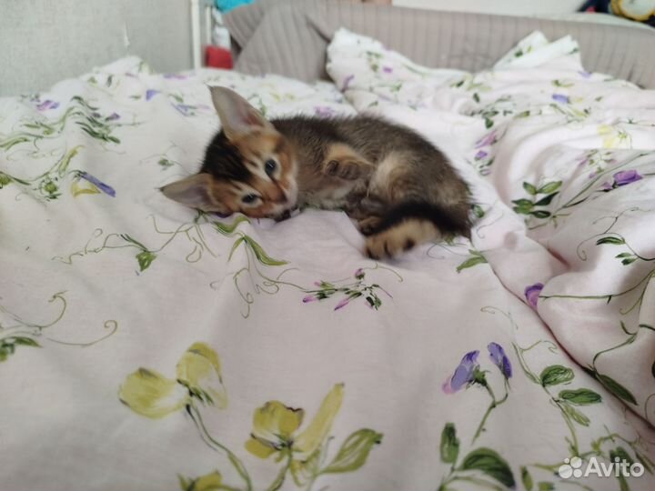 Абиссинские котята