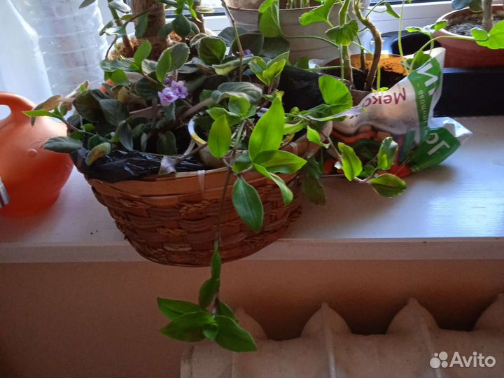 Фиалки, не доставкой, цветет