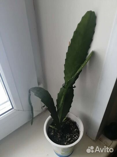 Шлюмбергера, эпифиллум