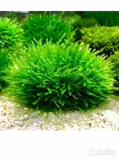 Креветки микс аквариумные растения