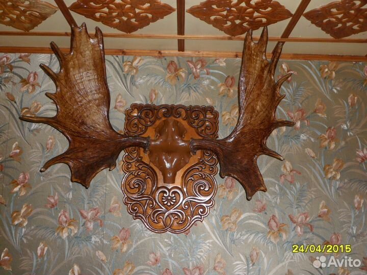 Продам трофейные рога