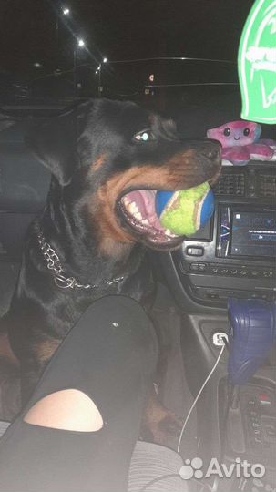 Дрессировка собак (кинолог), передержка животных