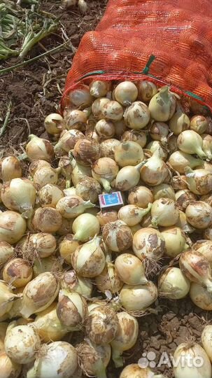 Лук репчатый оптом 5+ от 10тонн