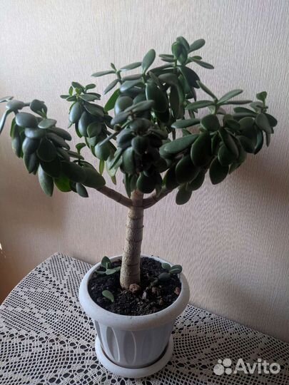 Крассула толстянка (денежное дерево)