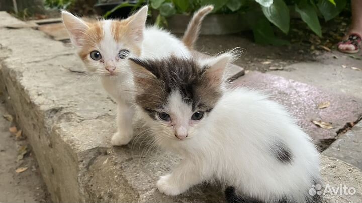 Котенок в добрые руки