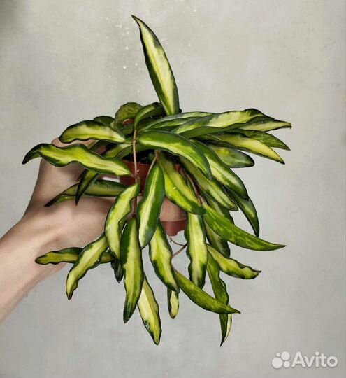 Хойя блек ливз,кримсон квин,вайетти,сансевьерия