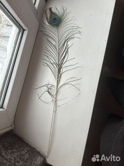 Перо павлина натуральное