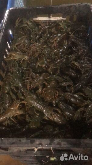 Живые раки в розницу