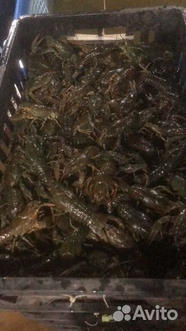 Живые раки в розницу