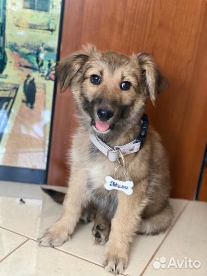 Щенки мальчики и девочки в добрые руки