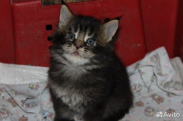 Котята мейн кун