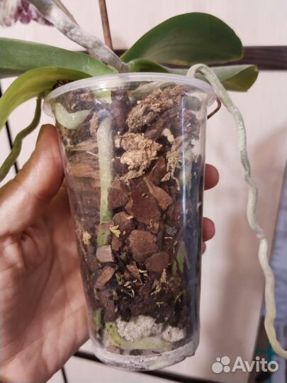 Орхидея фаленопсис