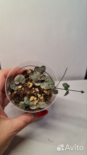 Церопегия Вуда вар., Дурбан, Сильвер глори, Мерел