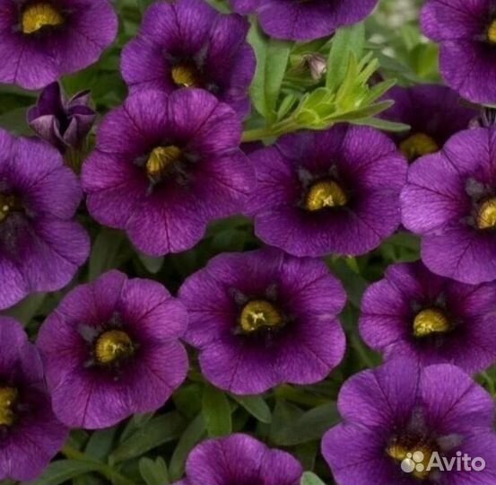 Вегетативные петунии, петхоа, колибрахоа