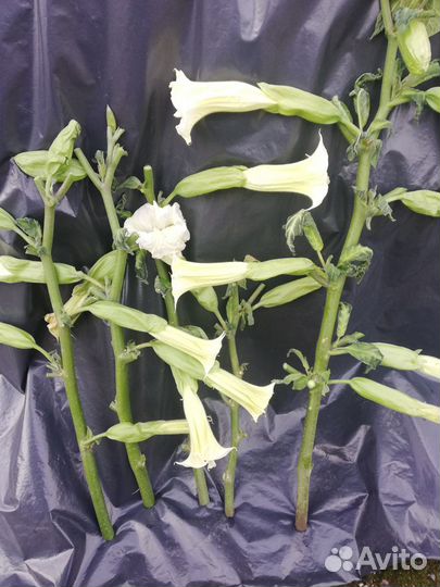 Бругмансия