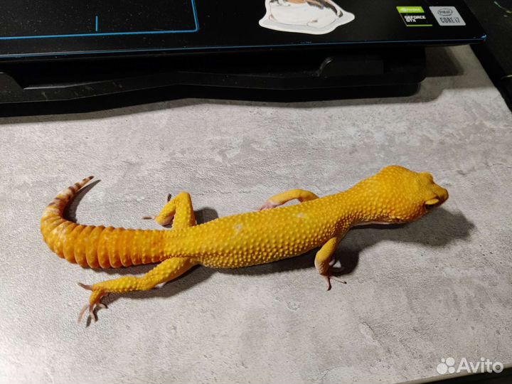 Эублефар сангло блад нуар