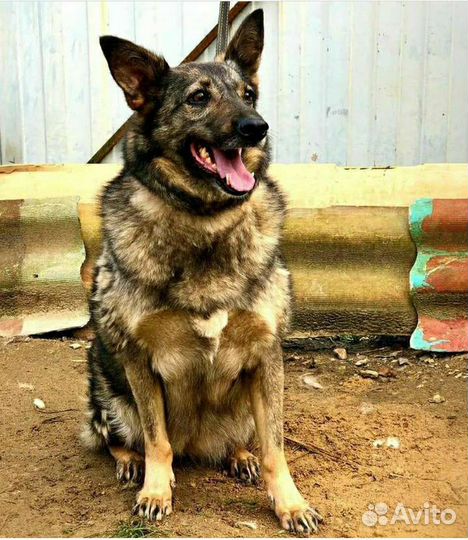 Найда нуждается в вас ищет свою семью