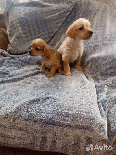 Маленькая собака