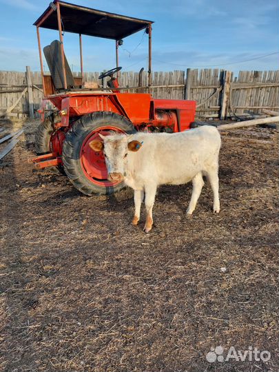 Телята бычки и телки