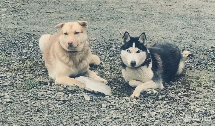 Щенки сибирской хаски