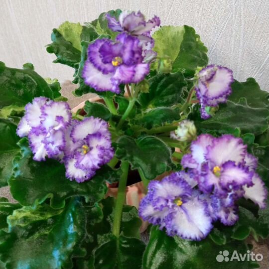 Мини фиалки, стандарты