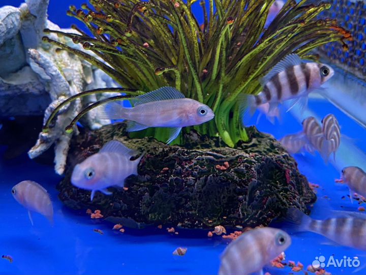 Фронтоза блю заир,черная вдова