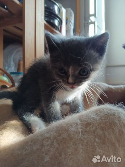 Котята (мышеловы) в добрые руки