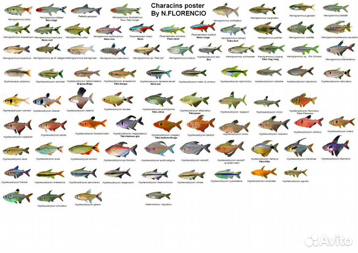 Аквариумные рыбки