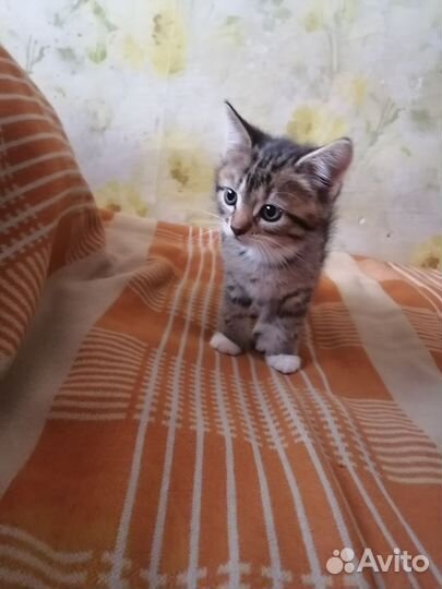 Отдам в добрые руки