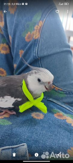 Попугай корелла ручной