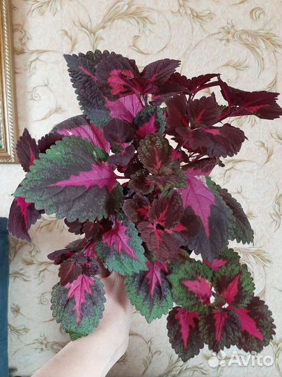 Колеусы вегетативные