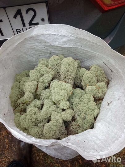 Мох ягель кг, литрами, метрами