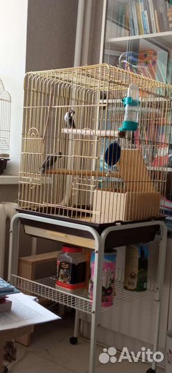 Попугай вместе с клеткой. Неразлучники