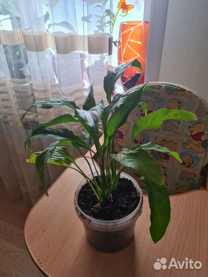 Комнатные растения и цветы