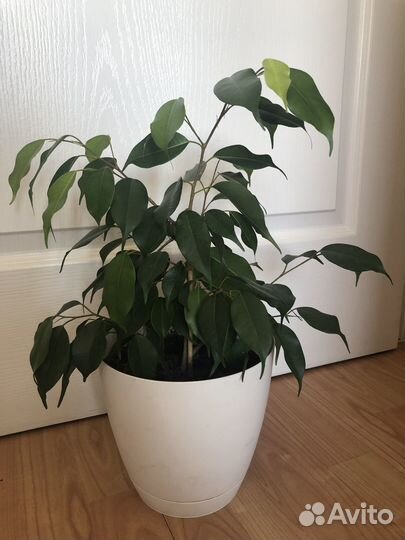 Фикус Бенджамина