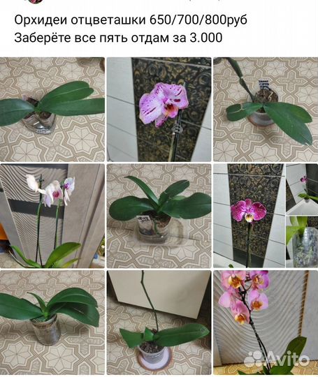 Орхидея фаленопсис