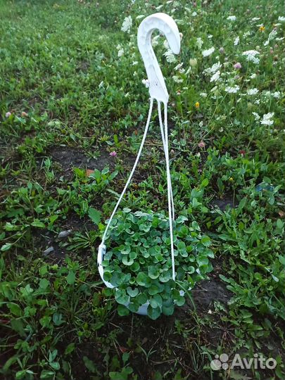 Дихондра Изумрудный водопад