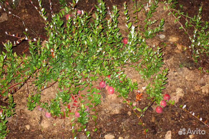 Клюква (саженцы)