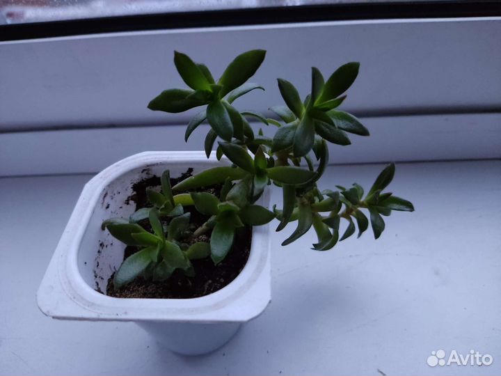 Суккуленты эхеверия