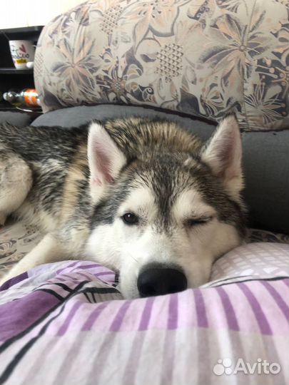 Сибирский хаски