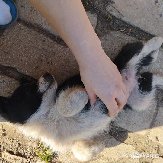 Щенки помесь лайка с самоедом