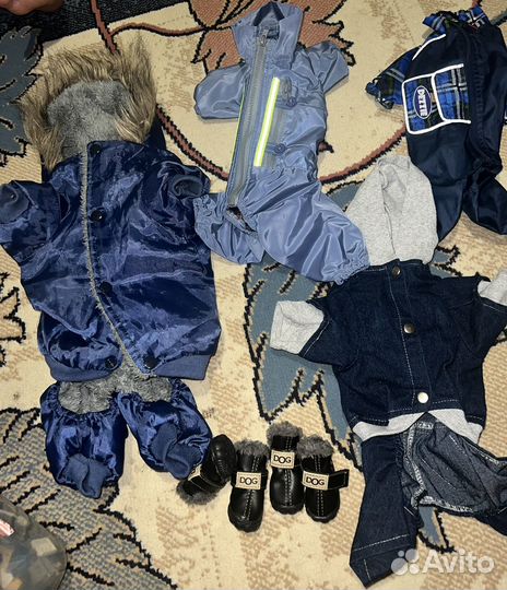 Одежда для маленьких собак