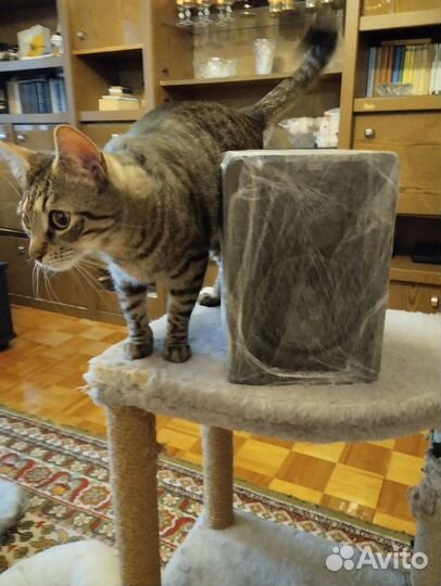 Студийный монитор Audio BX 5d2