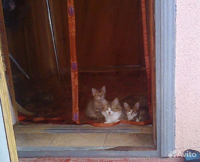 Отдам в добрые руки