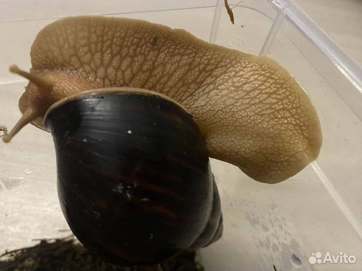 Улитки ахатины