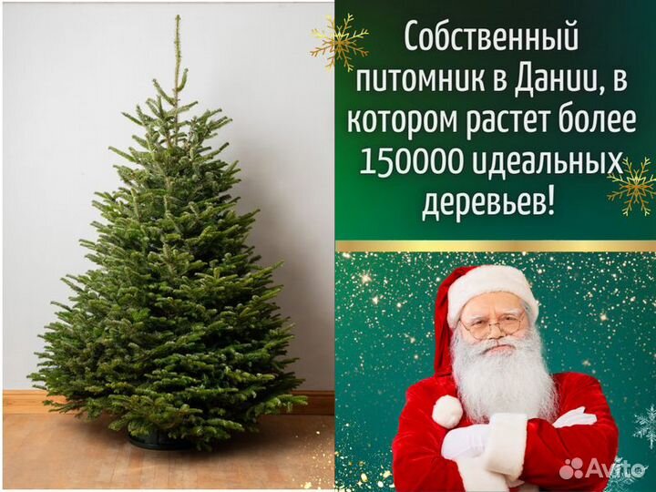 Пихта Фразера Живые елки оптом Новогодняя