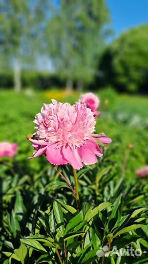 Пионы саженцы корни