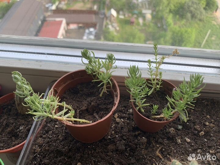 Очиток Кьюйский черенок