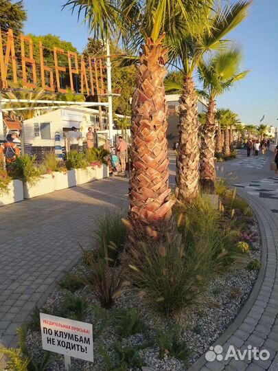 Вашингтония Семена опт